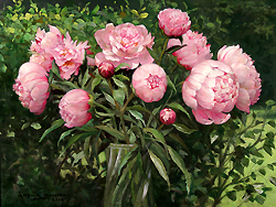 Peonies by Allan Banks - 18 x 24 inches Signed contemporary classical american academic realism still life  