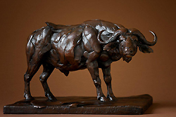 Buffalo Field Study by Bart Walter - 9 1/3 x 14 x 8 inches Signed and numbered FP/10 american contemporary bronze wildlife sculpture 