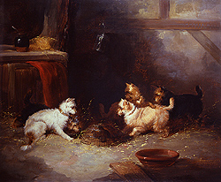 Terriers Ratting - George Armfield