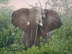The Constant Gardener by Guy Combes - 30 x 40 inches Signed and dated 12.2011 contemporary american wildlife elephant africa kenya