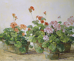 Patio Geraniums by Sally Swatland - 20 x 24 inches Signed; also signed and titled on the reverse contemporary american plein air florals still life still lives flowers 