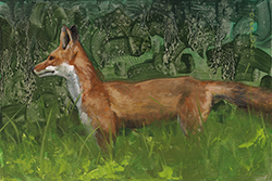 Early Morning Fox - David Palumbo