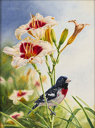Rose Breasted Grosbeak - Jon Burns