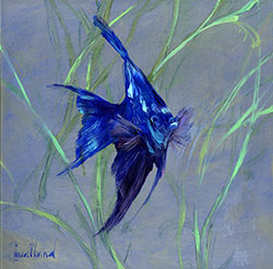 Blue Angel Fish