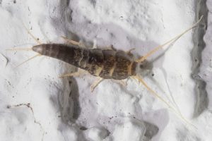 A Silverfish on a white surface