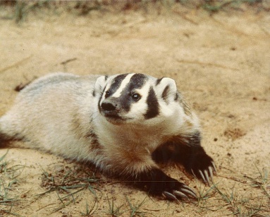 A small Badger lying on the ground. image courtesy of National Wildlife Research Center, Public domain, via Wikimedia Commons